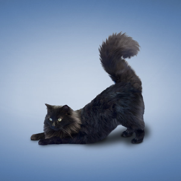 down dog pose