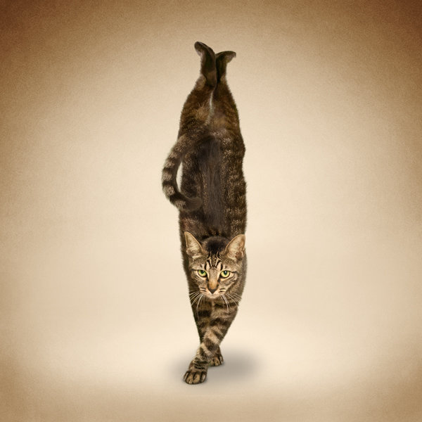full arm balance
