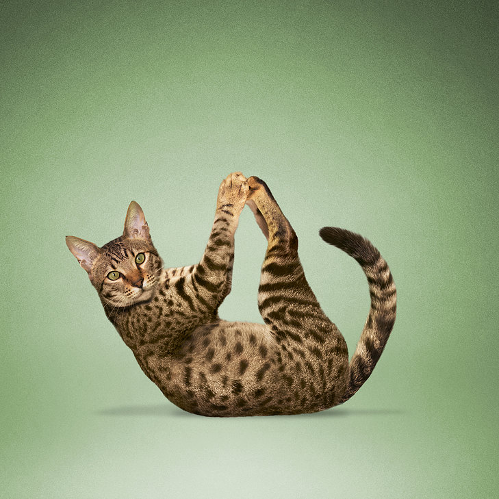 full boat pose