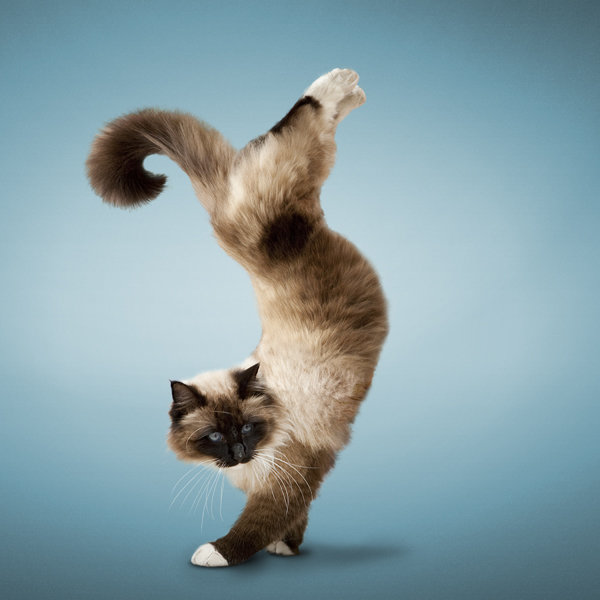 handstand