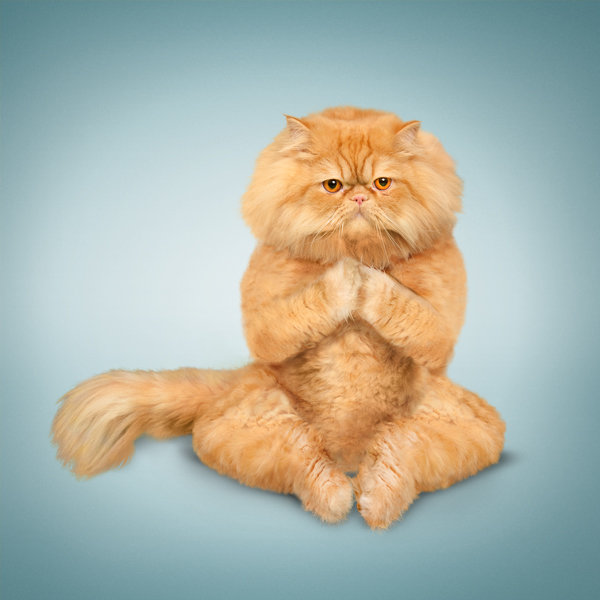lotus pose