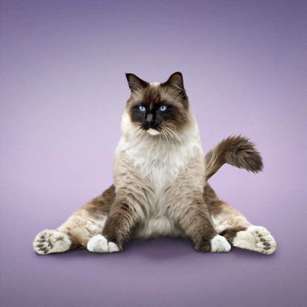 open angle seated pose