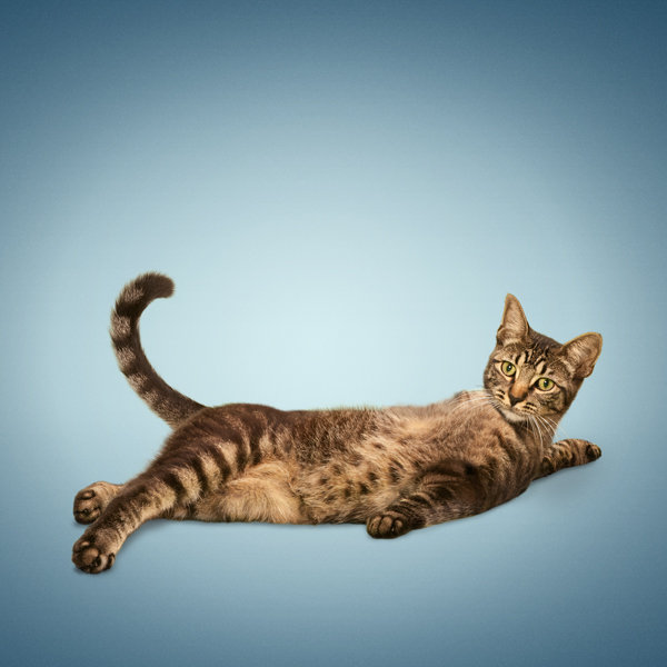supine twist variation