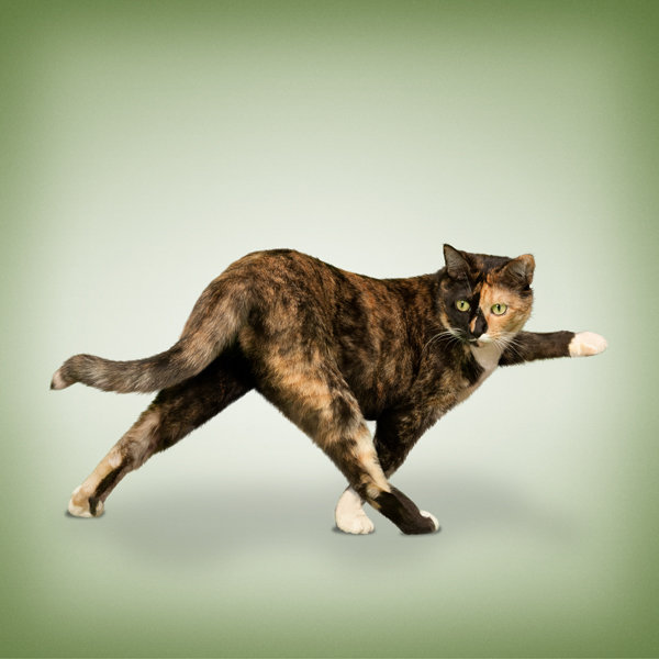 triangle pose variation