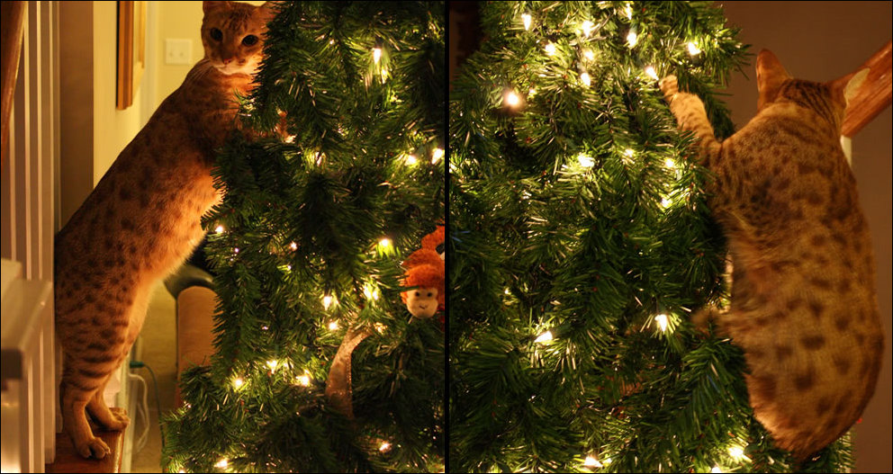cat-christmas-tree-016