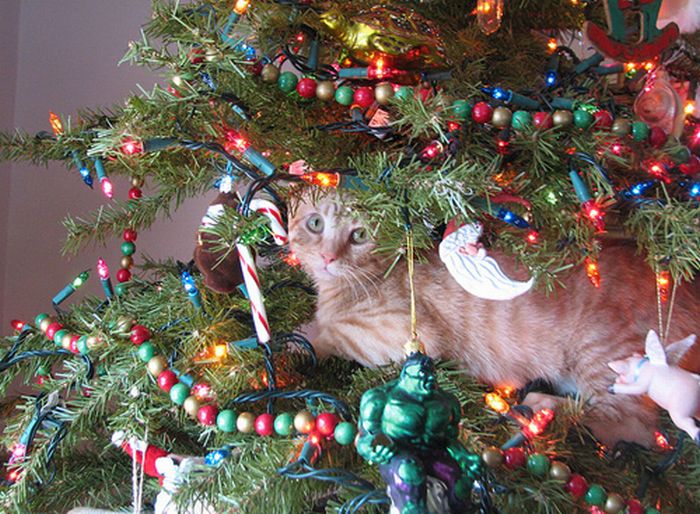 cats_celebrating_christmas_70