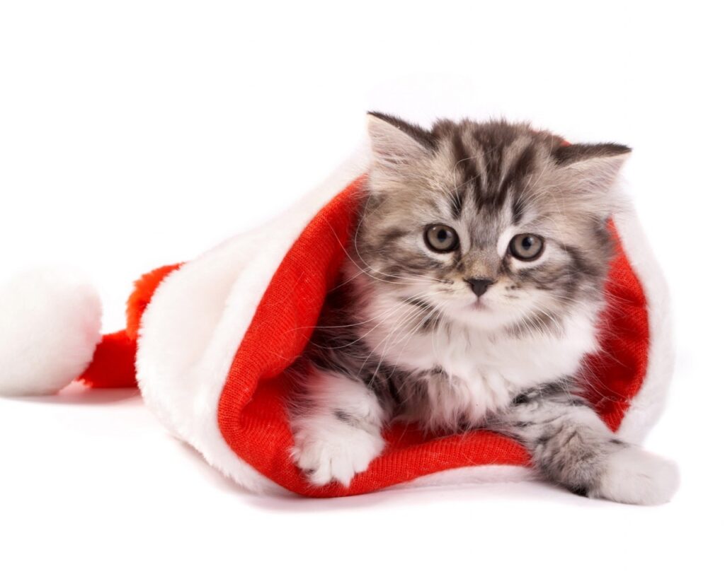 christmas-cat-surprised-2132
