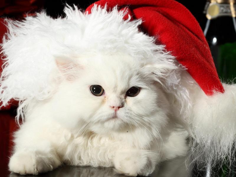hq-wallpapers_ru_animals_13632_800x600