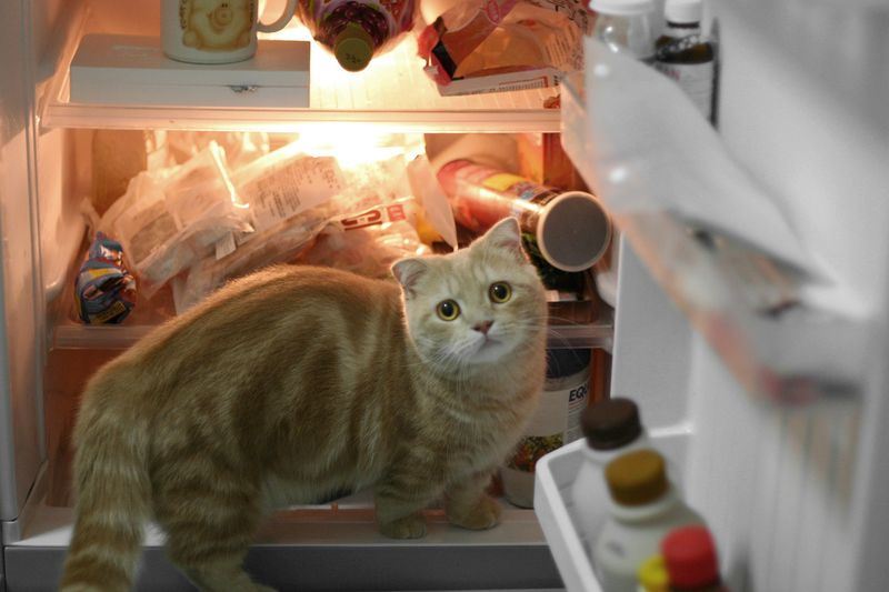 30 котов… в холодильнике