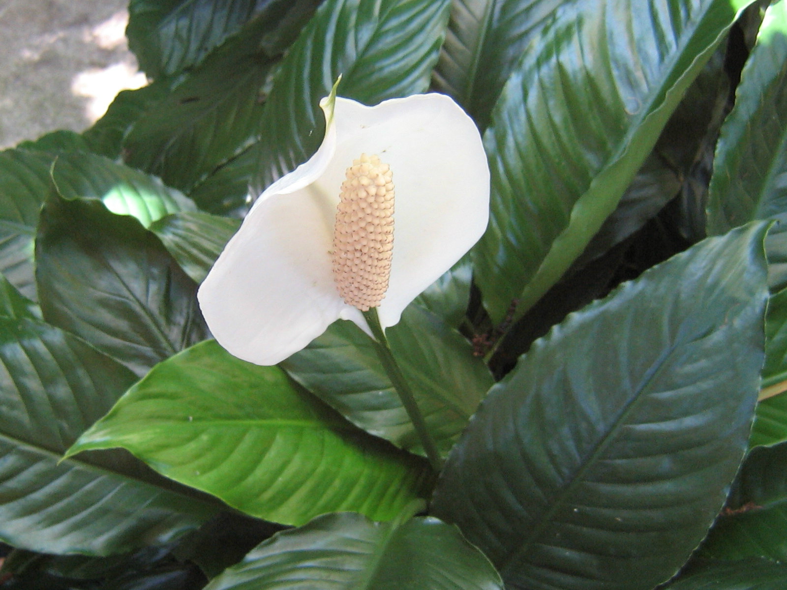 Спатифиллум геликониелистный (Spathiphyllum heliconiifolium)