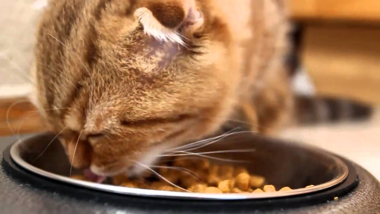 Правильно ли мы кормим свою кошку?
