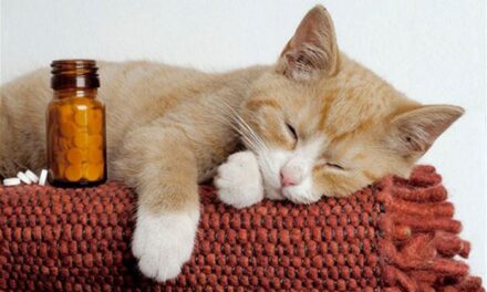 Как дать кошке таблетку (перевод с английского)