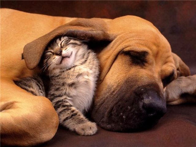 Как кошка с собакой cat-story.ru