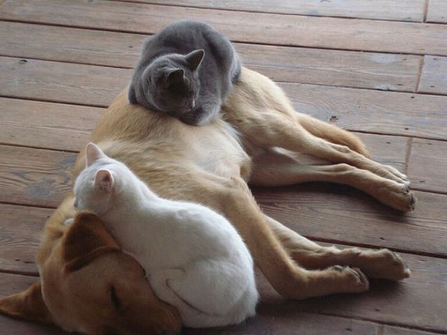 Как кошка с собакой cat-story.ru