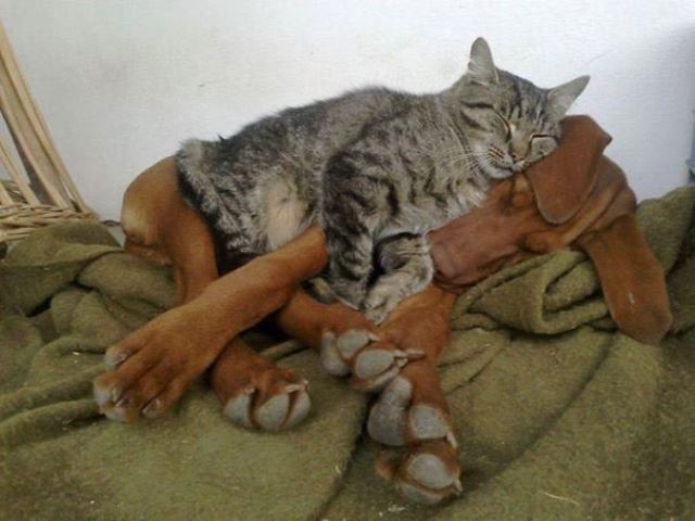 Как кошка с собакой cat-story.ru