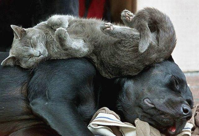 Как кошка с собакой cat-story.ru