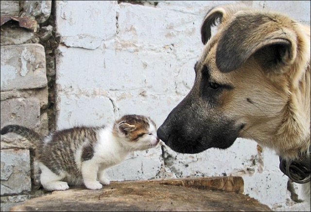 Как кошка с собакой cat-story.ru