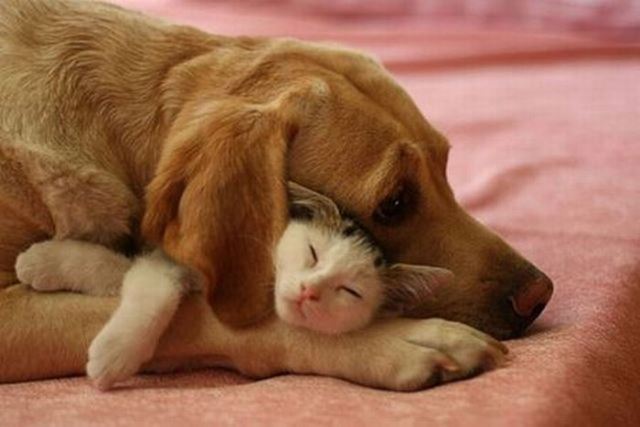 Как кошка с собакой cat-story.ru