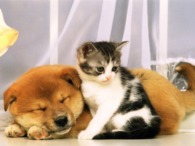 Как кошка с собакой cat-story.ru