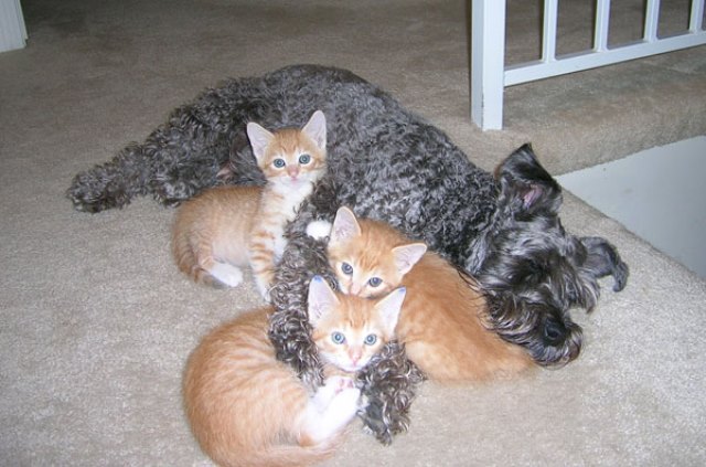Как кошка с собакой cat-story.ru