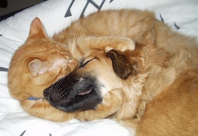 Как кошка с собакой cat-story.ru