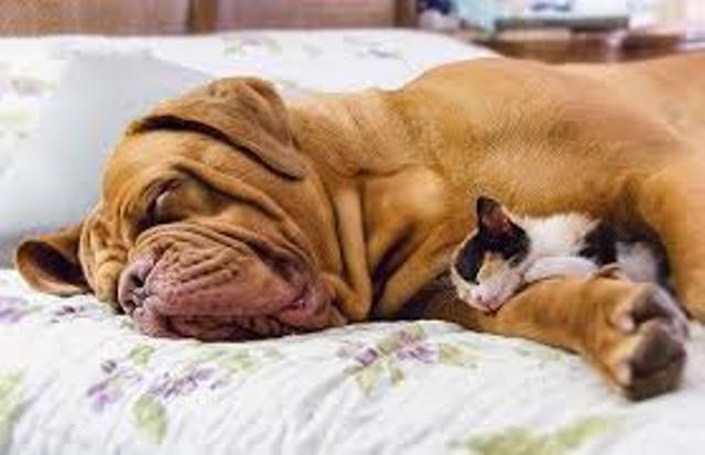 Как кошка с собакой cat-story.ru