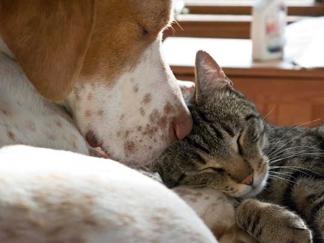 Как кошка с собакой cat-story.ru