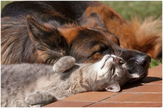 Как кошка с собакой cat-story.ru