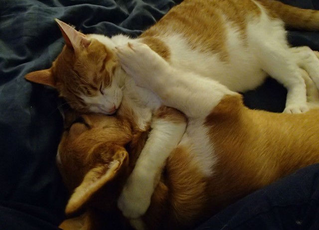 Как кошка с собакой cat-story.ru