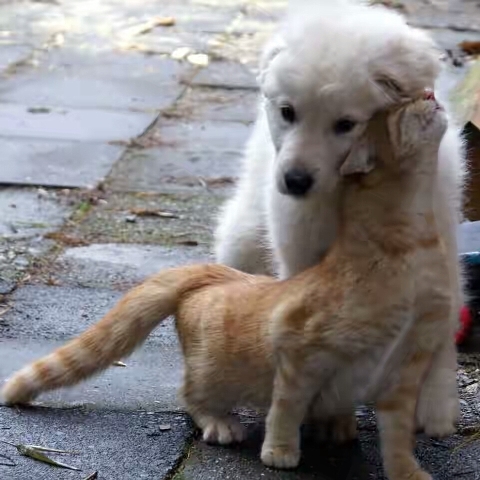 Как кошка с собакой cat-story.ru