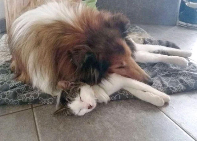 Как кошка с собакой cat-story.ru