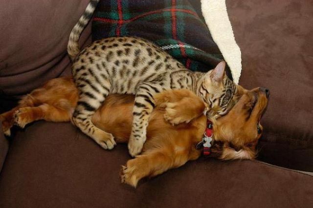 Как кошка с собакой cat-story.ru