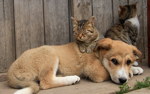 Как кошка с собакой cat-story.ru