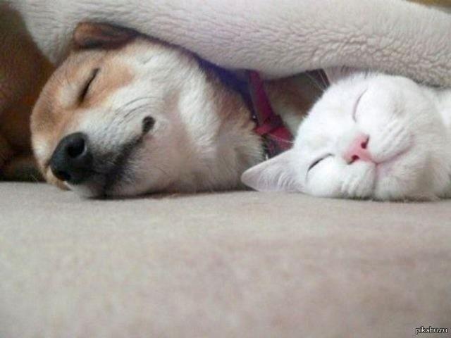 Как кошка с собакой cat-story.ru