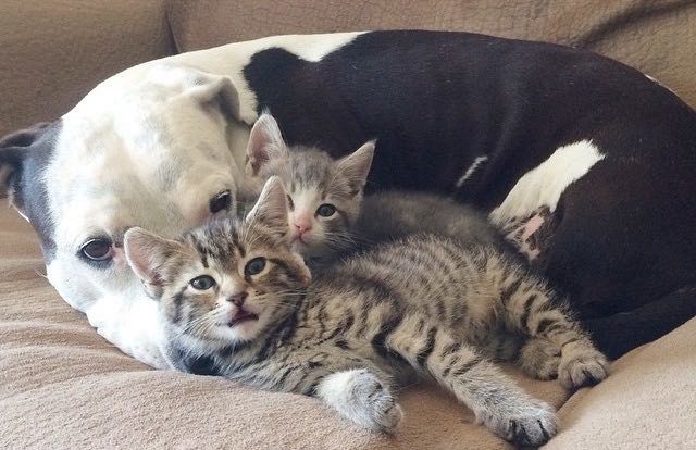 Как кошка с собакой cat-story.ru