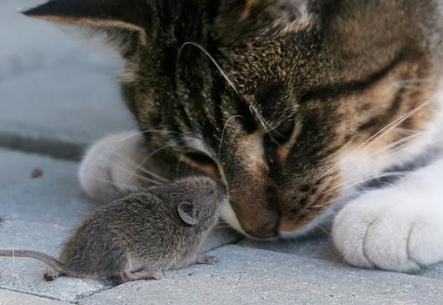 Кошки-мышки. Сергей Михалков