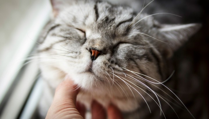 5 признаков того, что кошка вас действительно любит