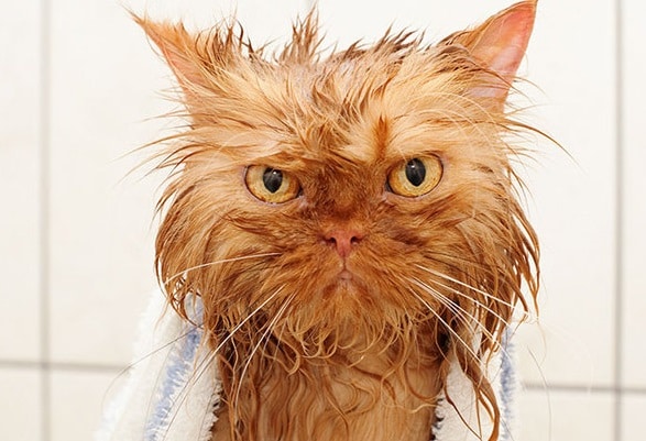 Униженные купанием: 8 смешных котов