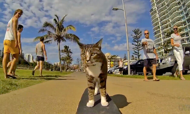 Австралийская кошка-скейбордистка Диджа