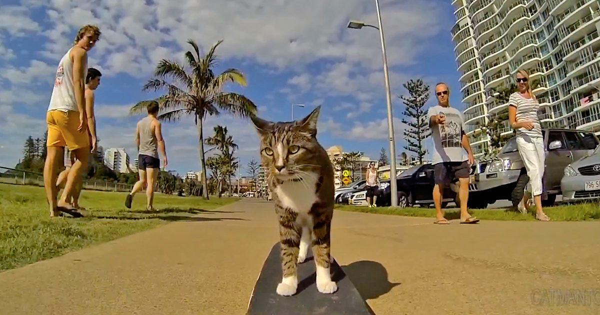 Австралийская кошка-скейбордистка Диджа