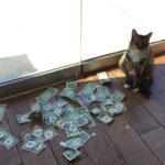 Денежный Кот – хищник с душой филантропа, собирает доллары на благотворительность