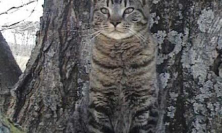 20+ котиков — мастеров маскировки