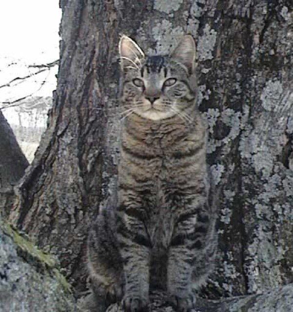 20+ котиков — мастеров маскировки
