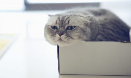 5 причин, почему кошки так сильно любят коробки