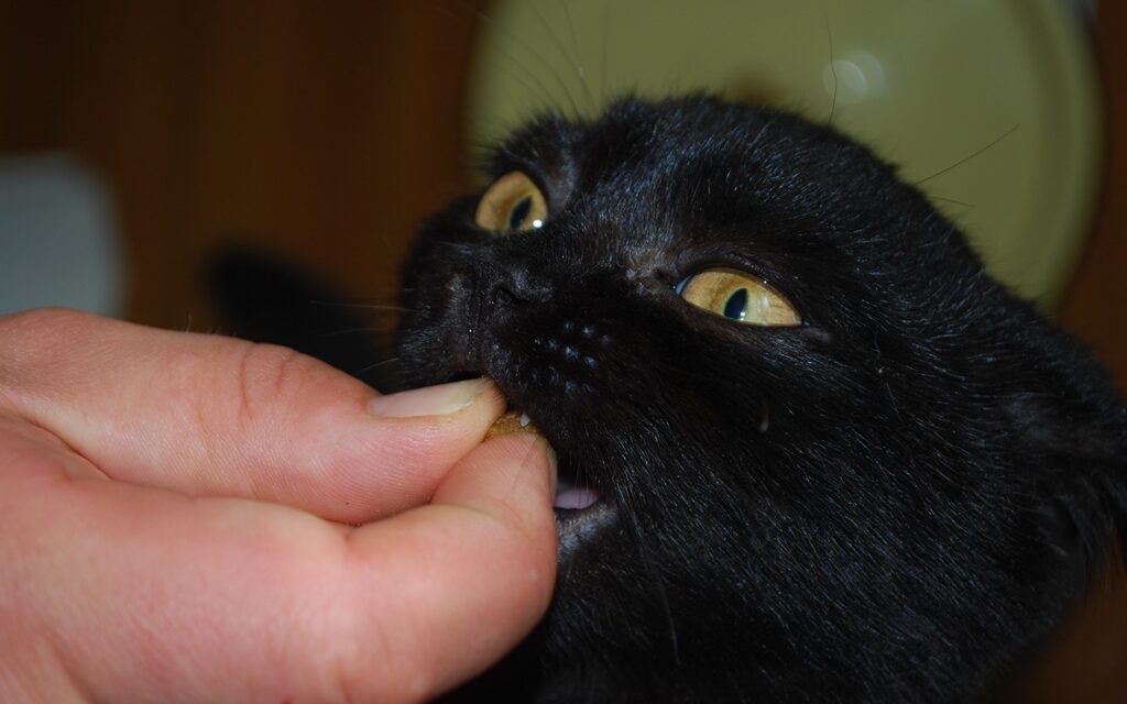Суп с котом