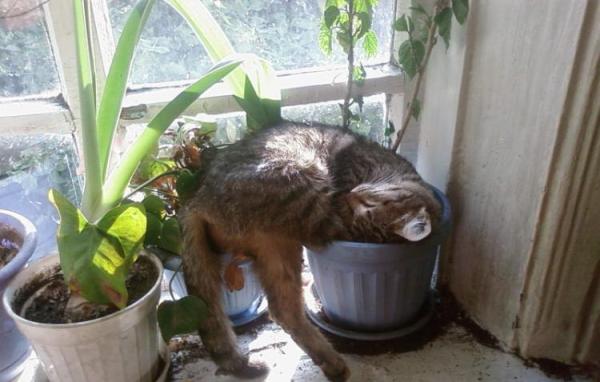 Как защитить растения от кота