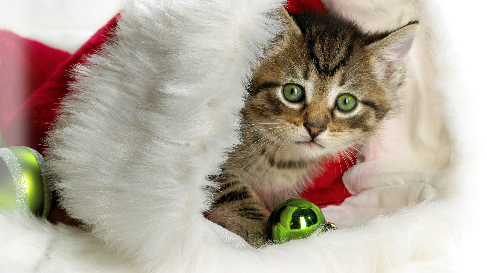 Котики в опасности! Как защитить их  в новогодние праздники