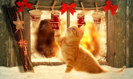 Котики, у которых отличное новогоднее настроение