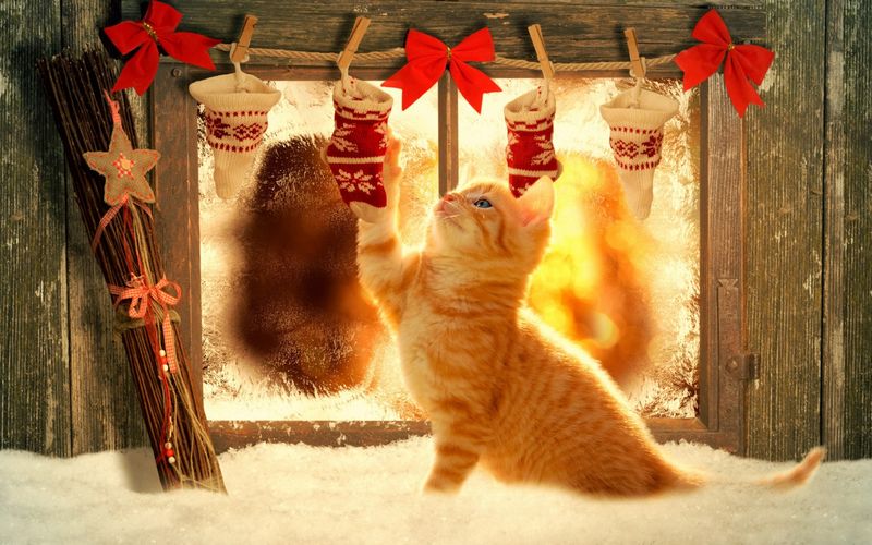 Котики, у которых отличное новогоднее настроение