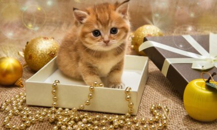 Любимый кот и Новый год